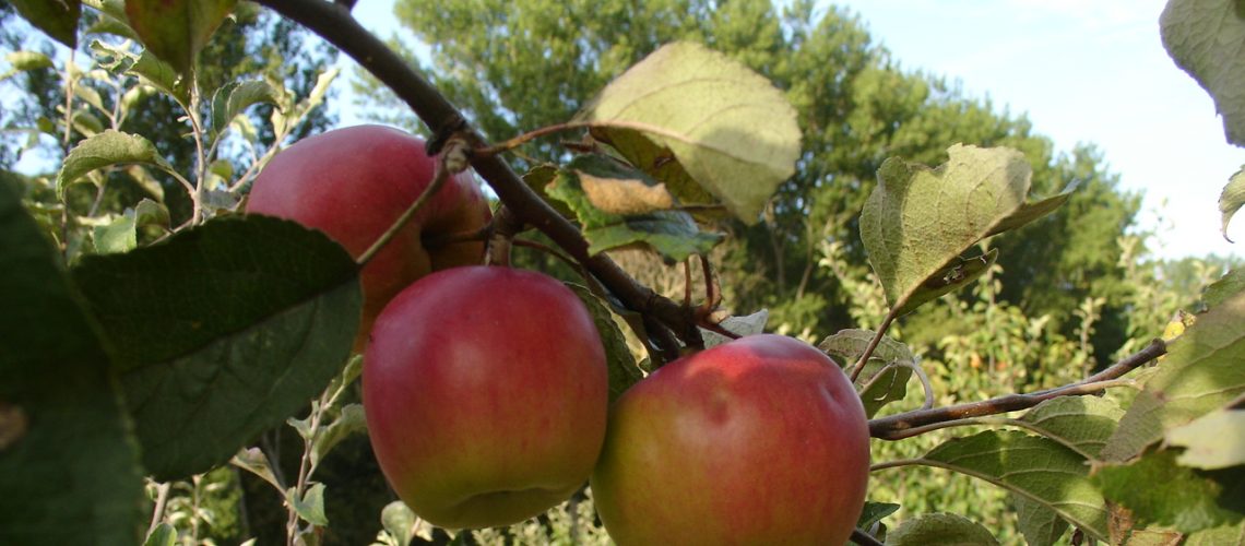 Variedad de manzano autóctona de Aragón