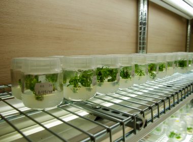 Cultivo in vitro