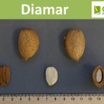 almond. Diamar cultivar