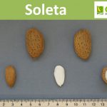 Almond. Soleta cultivar